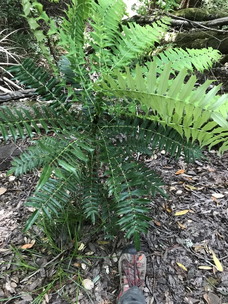 Mahonia Lomariifolia