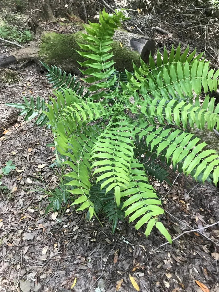 Mahonia Lomariifolia