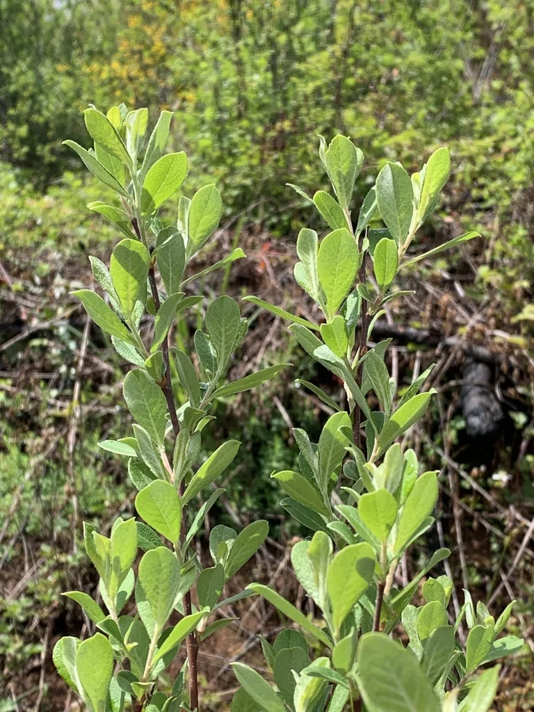 Salix Scouleriana