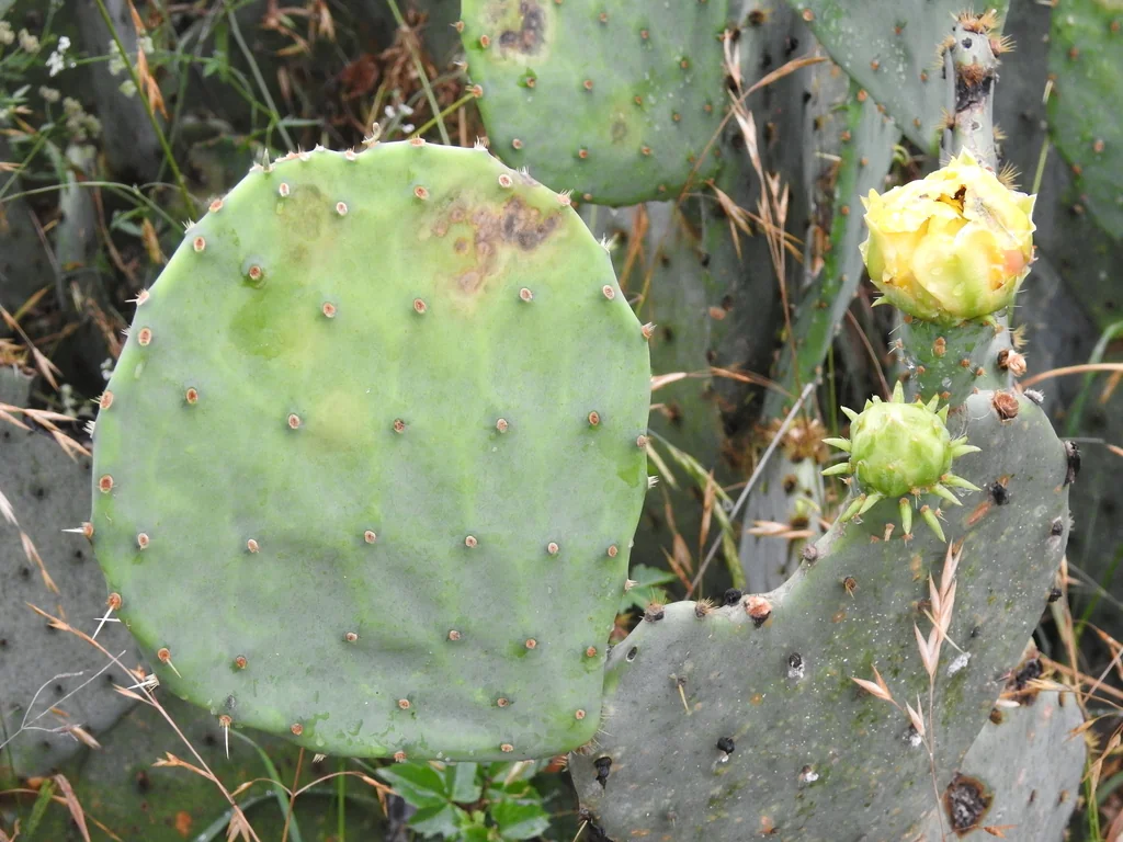 Opuntia Lindheimeri