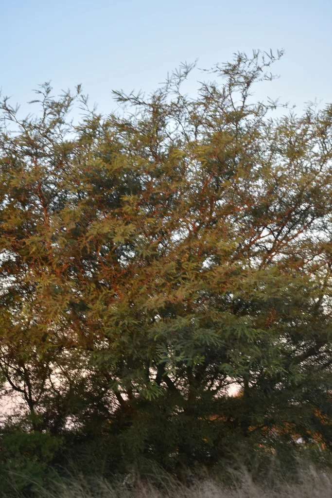 Prosopis Alba