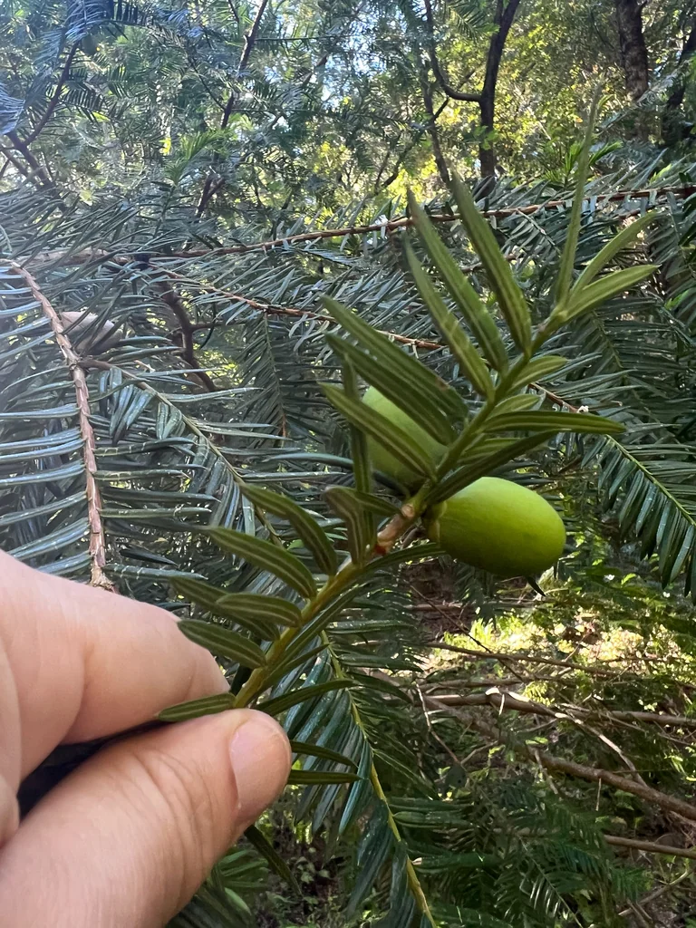 Torreya Californica
