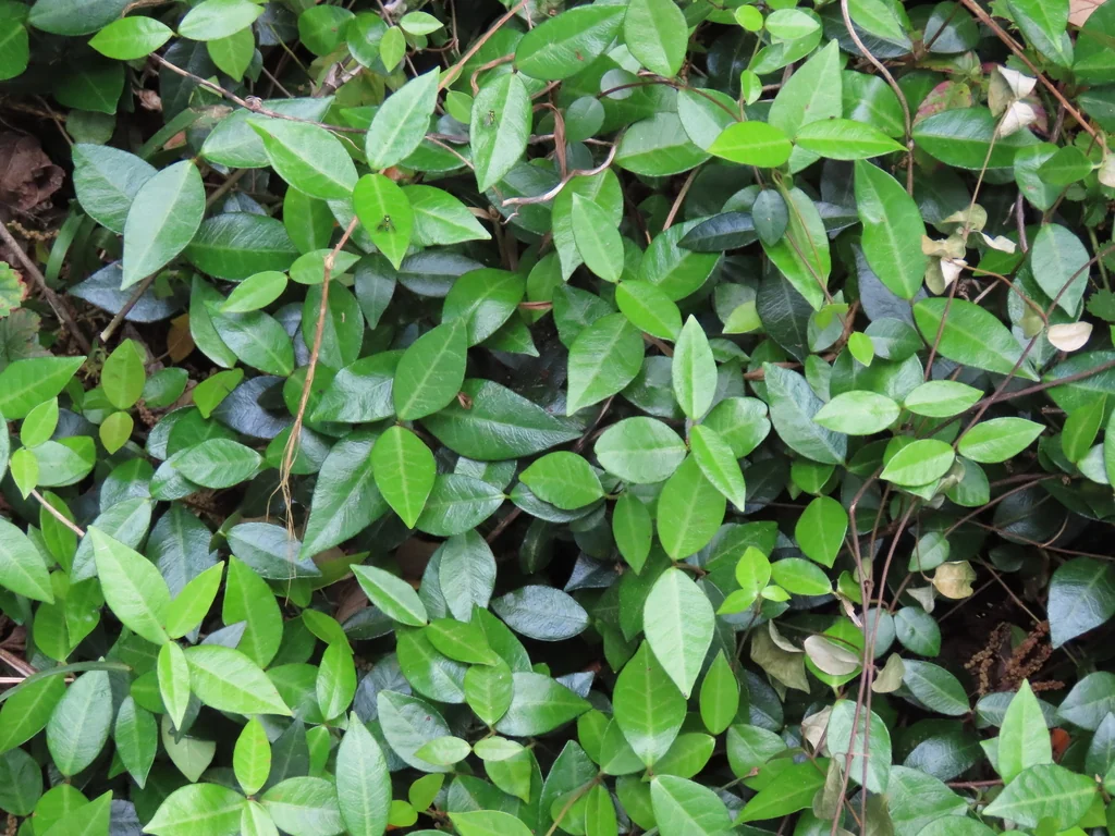 Trachelospermum Jasminoides