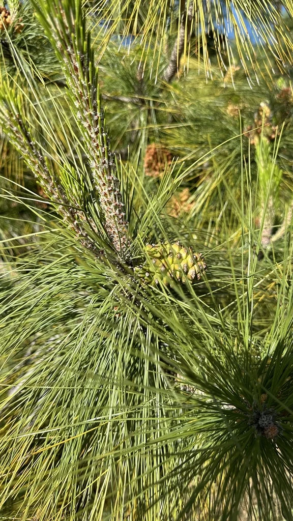 Pinus Canariensis