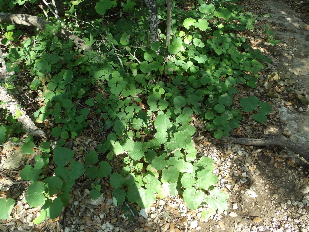 Cercis Canadensis Var. Texensis