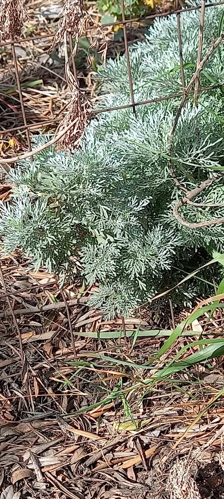 Artemisia Arborescens