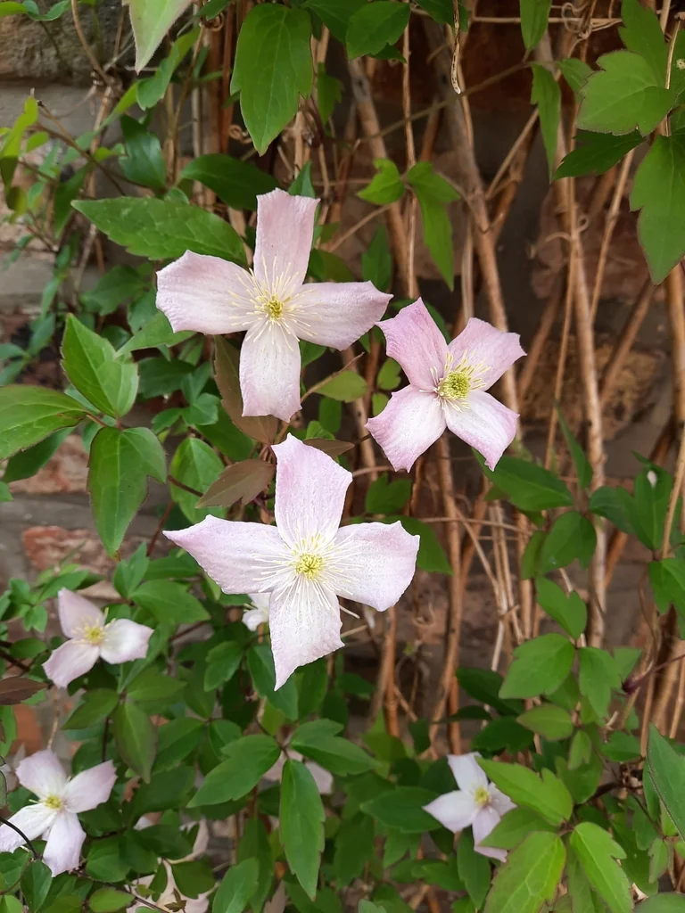 Clematis Montana