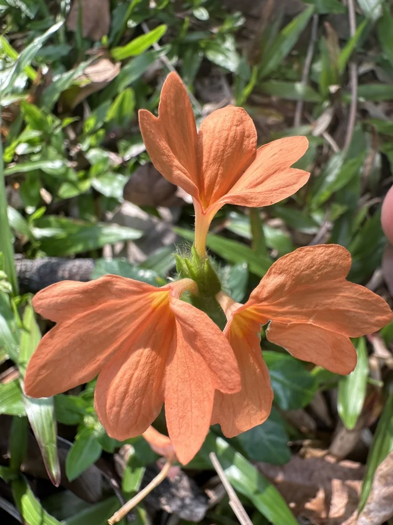 Crossandra Infundibuliformis
