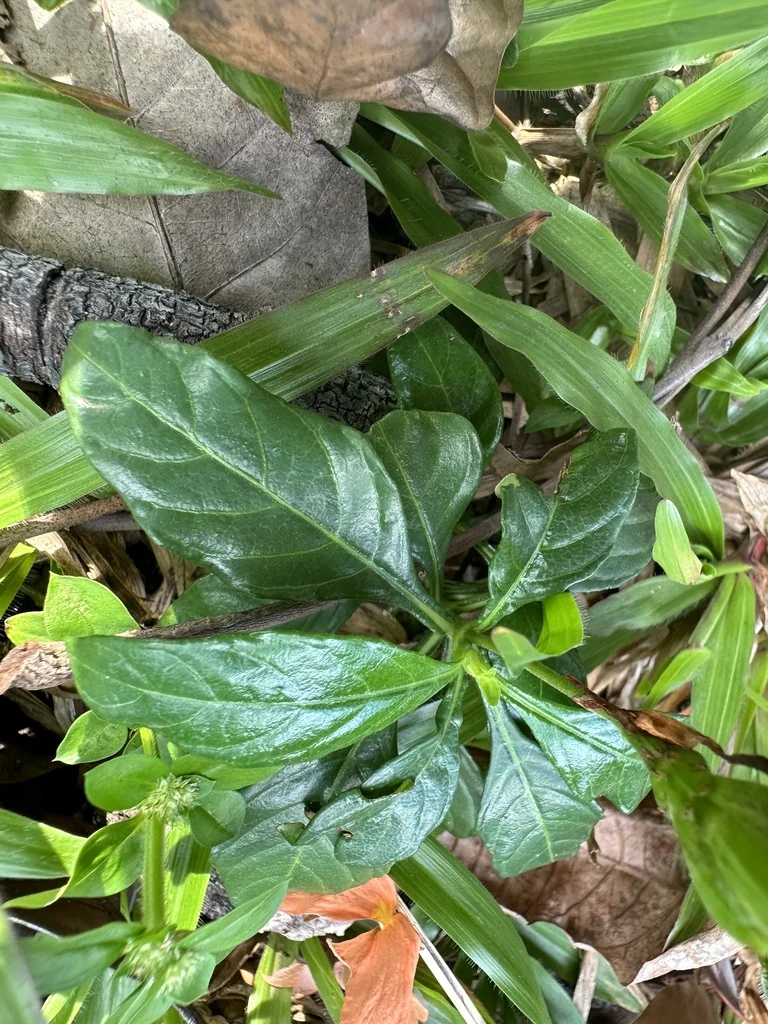 Crossandra Infundibuliformis