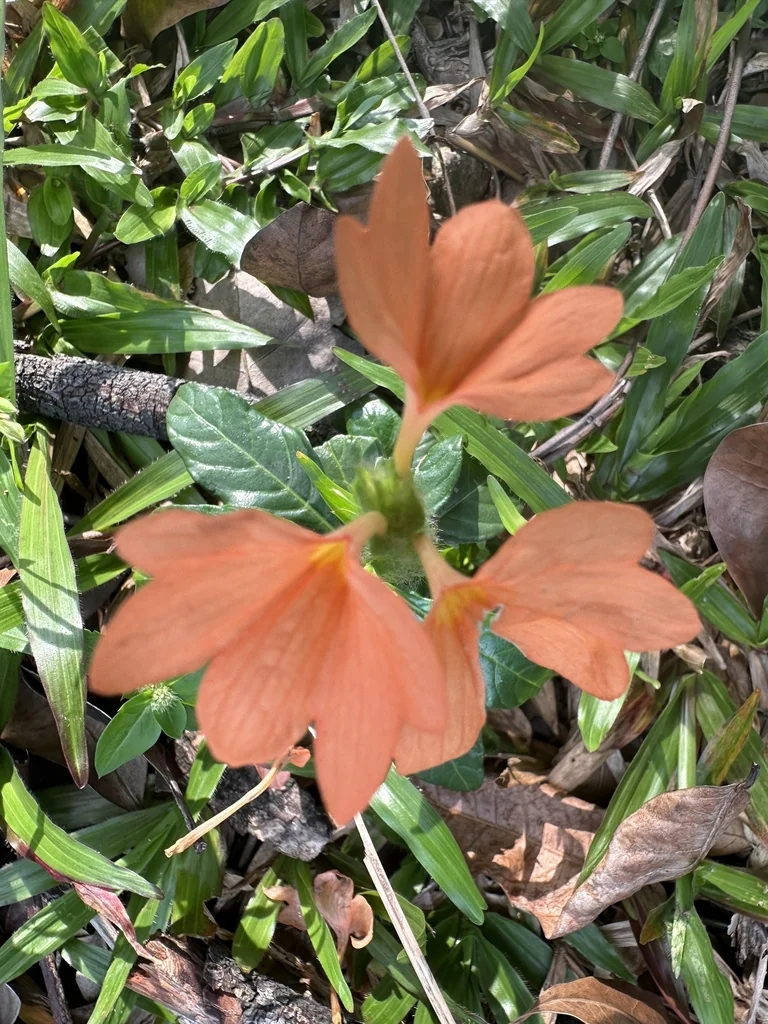 Crossandra Infundibuliformis