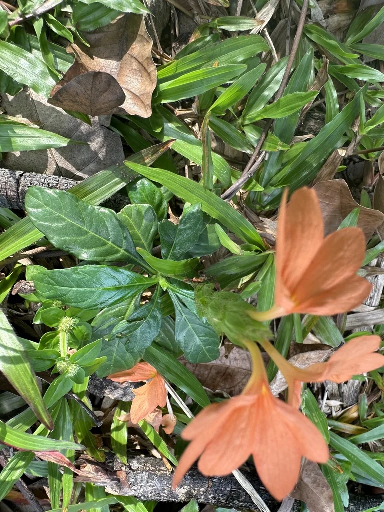 Crossandra Infundibuliformis