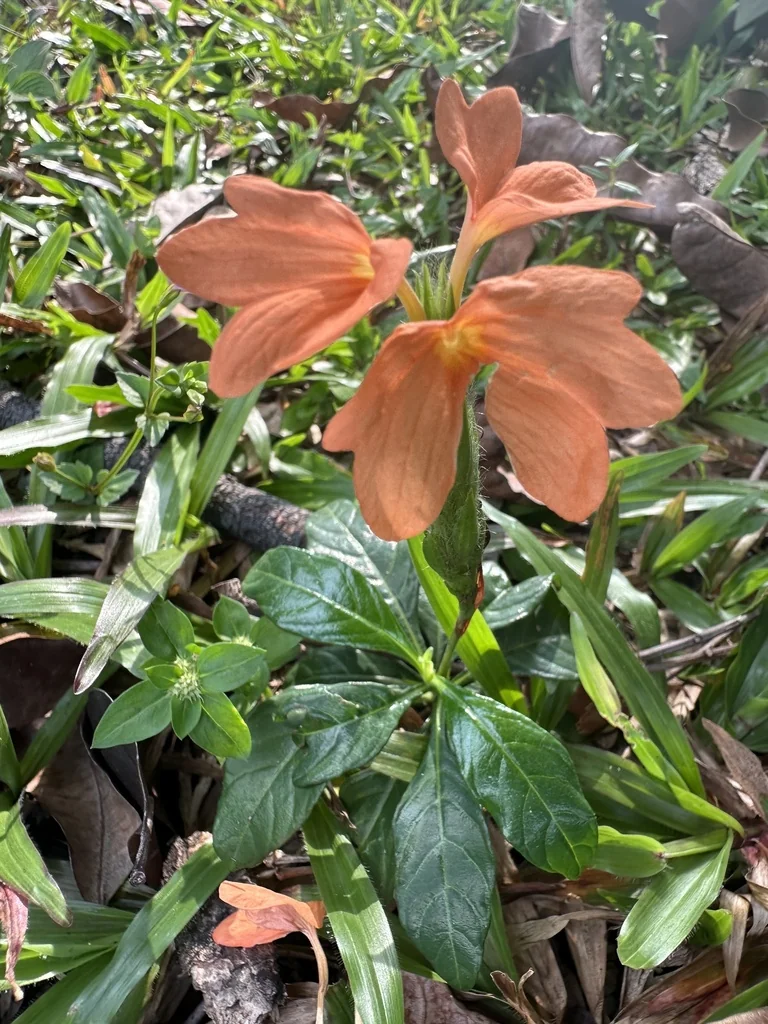 Crossandra Infundibuliformis