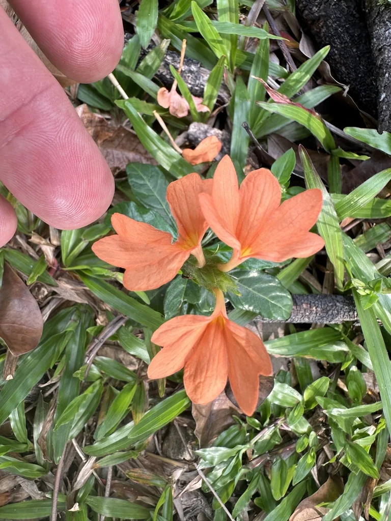 Crossandra Infundibuliformis
