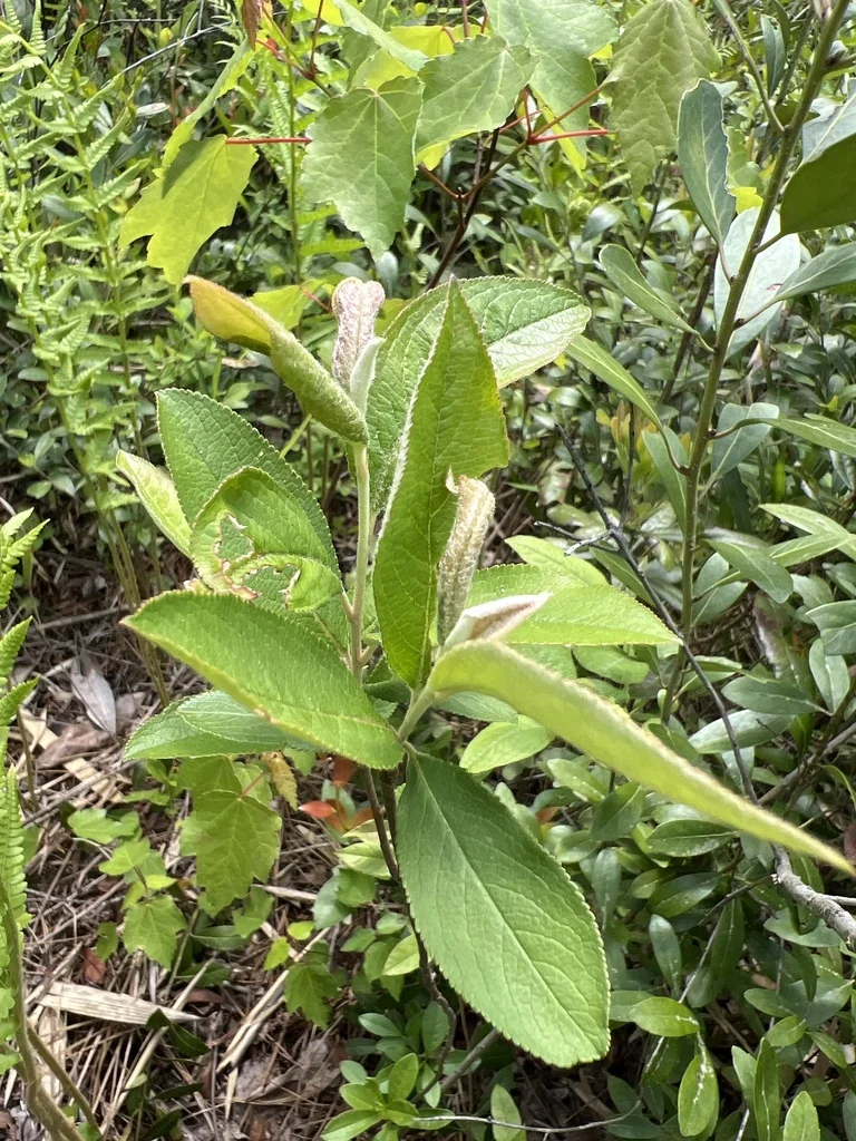 Aronia Arbutifolia