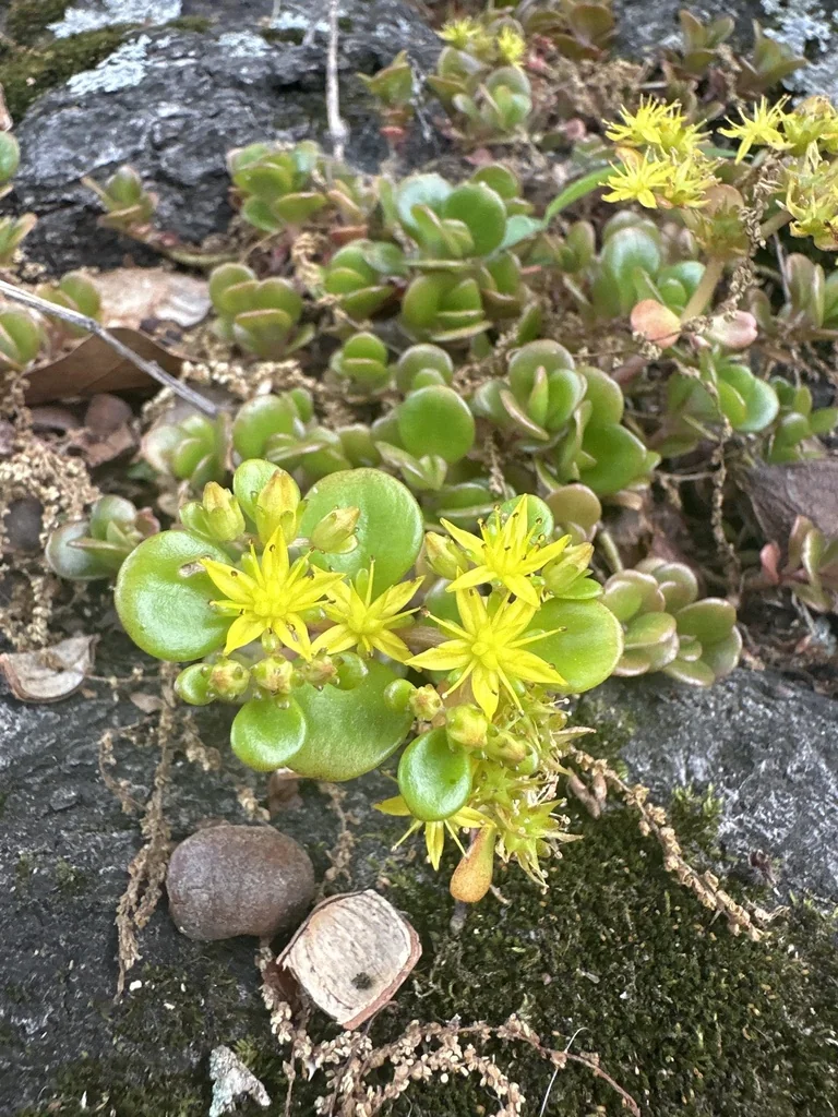 Sedum Tetractinum