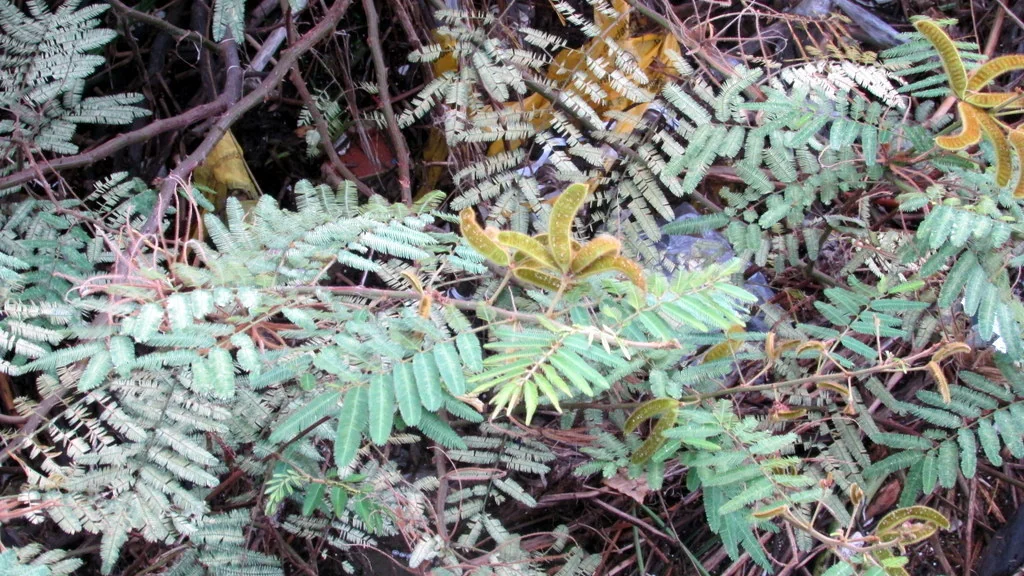 Calliandra Tweedii
