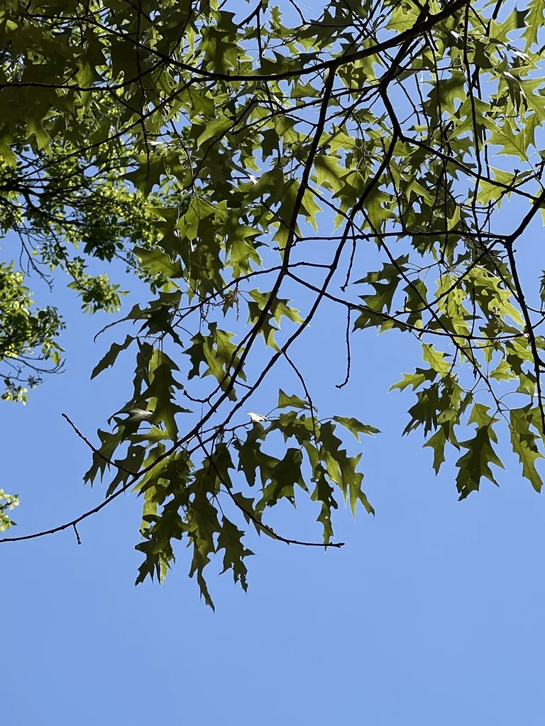 Quercus Pagoda