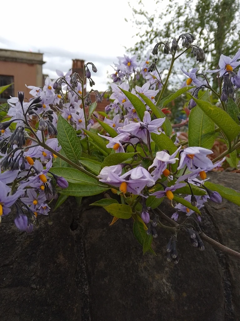 Solanum Crispum
