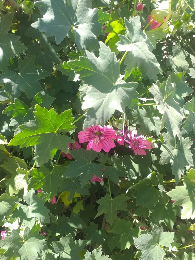 Lavatera Assurgentiflora