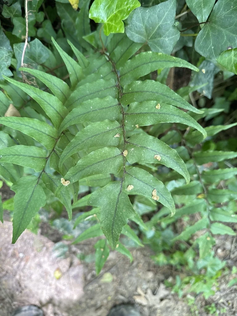 Cyrtomium fortunei
