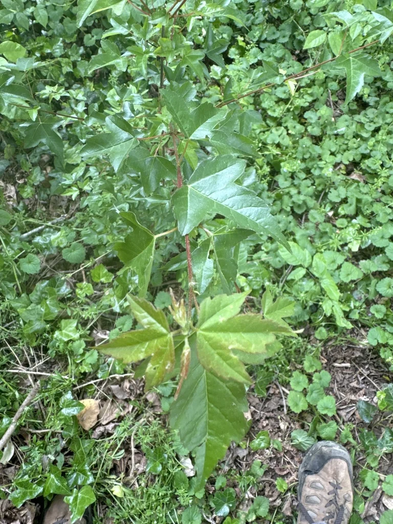 Acer Buergerianum