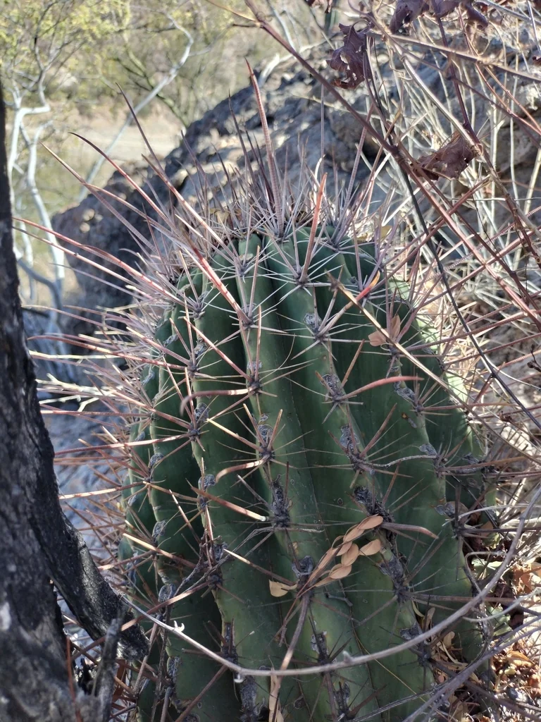 Ferocactus Emoryi Ssp. Rectispinus