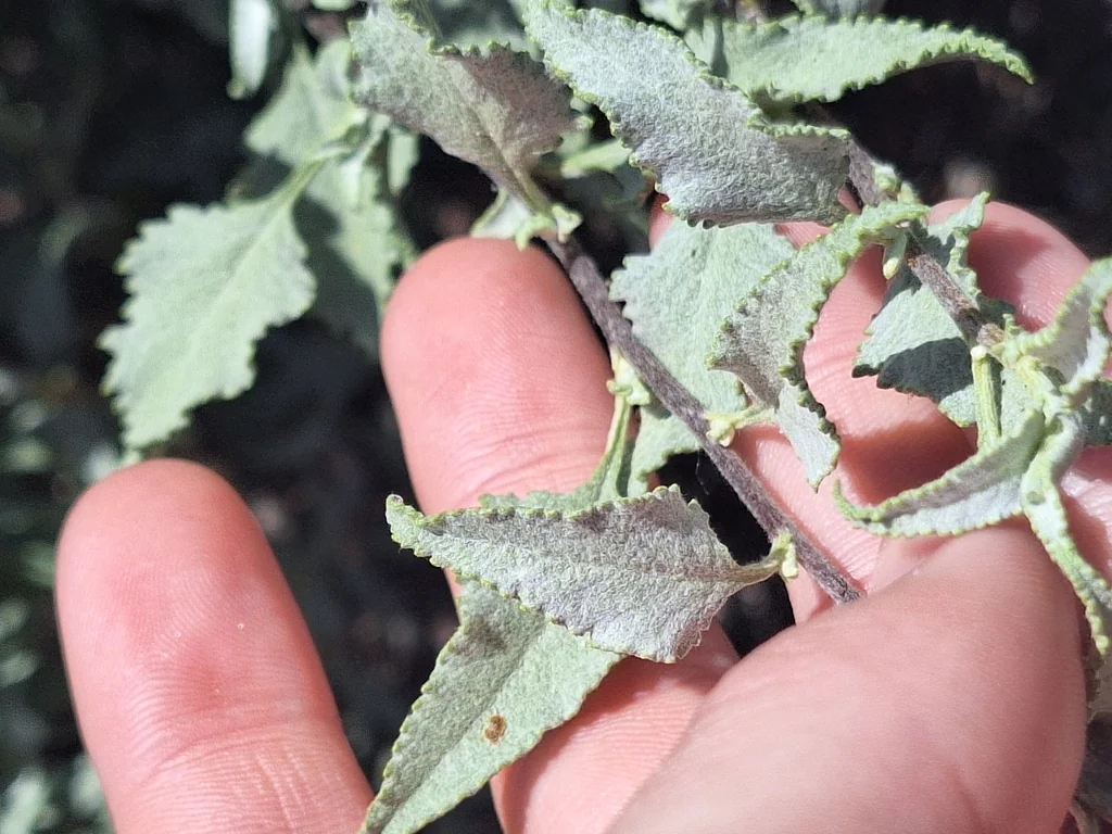 Ambrosia Deltoidea