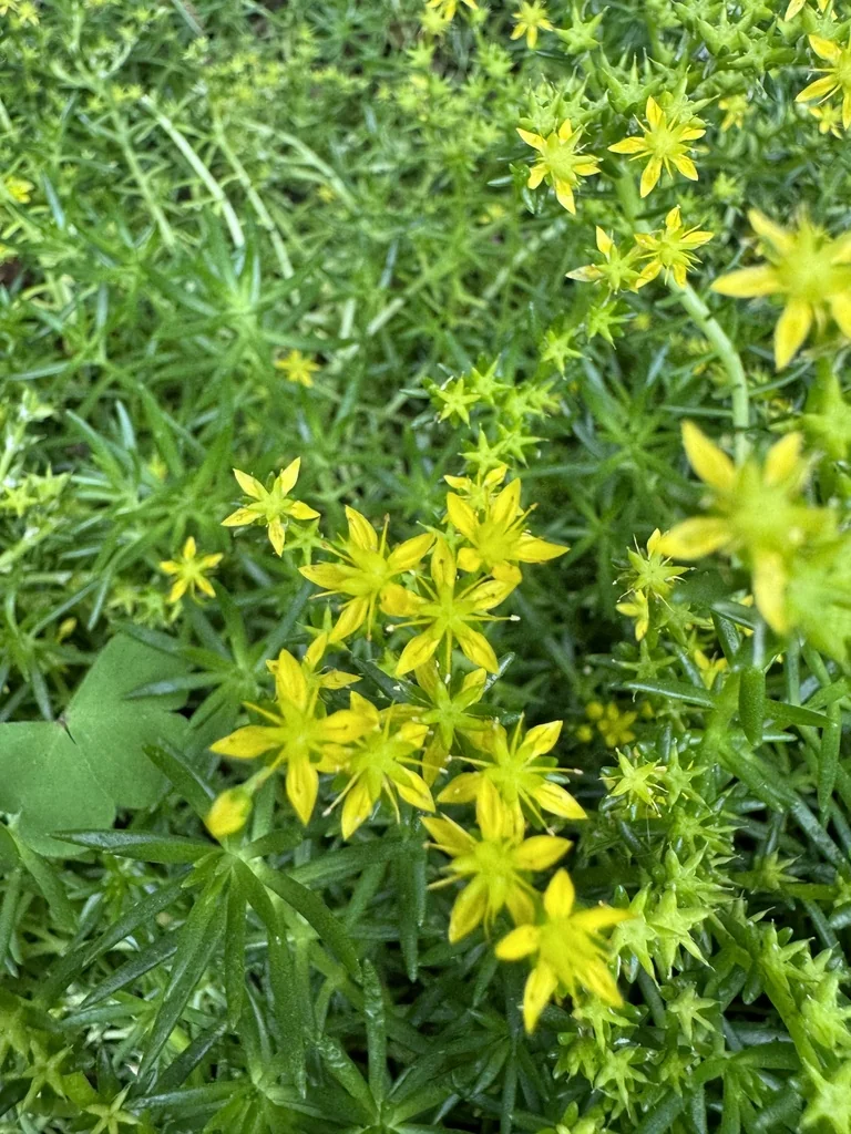Sedum mexicanum