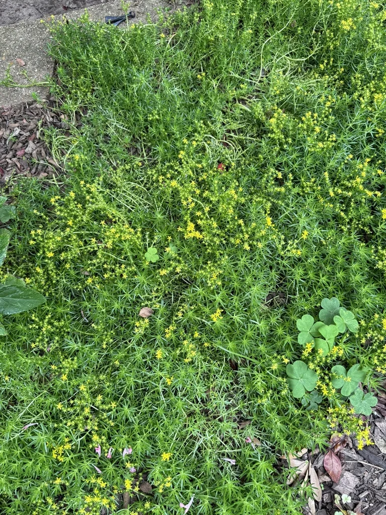 Sedum mexicanum