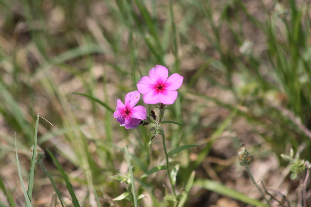 Phlox drummondii