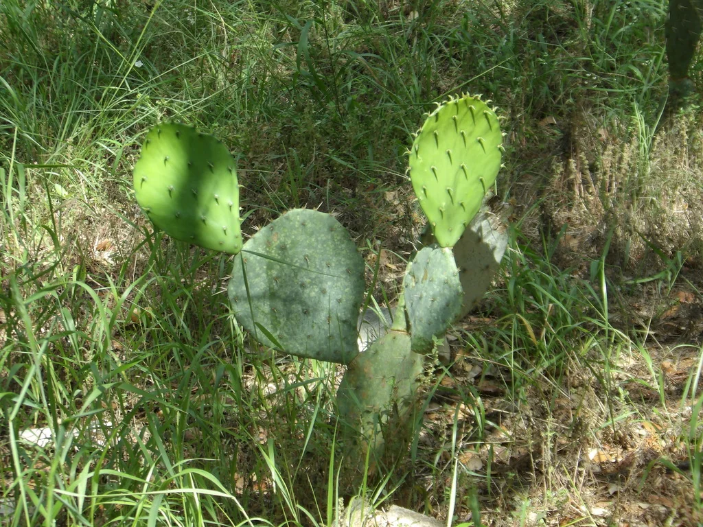 Opuntia Lindheimeri