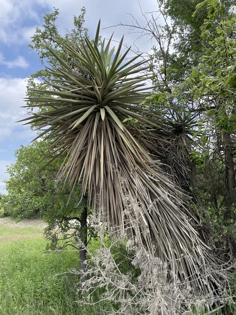 Yucca Treculiana