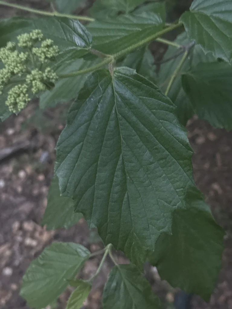 Viburnum Dentatum