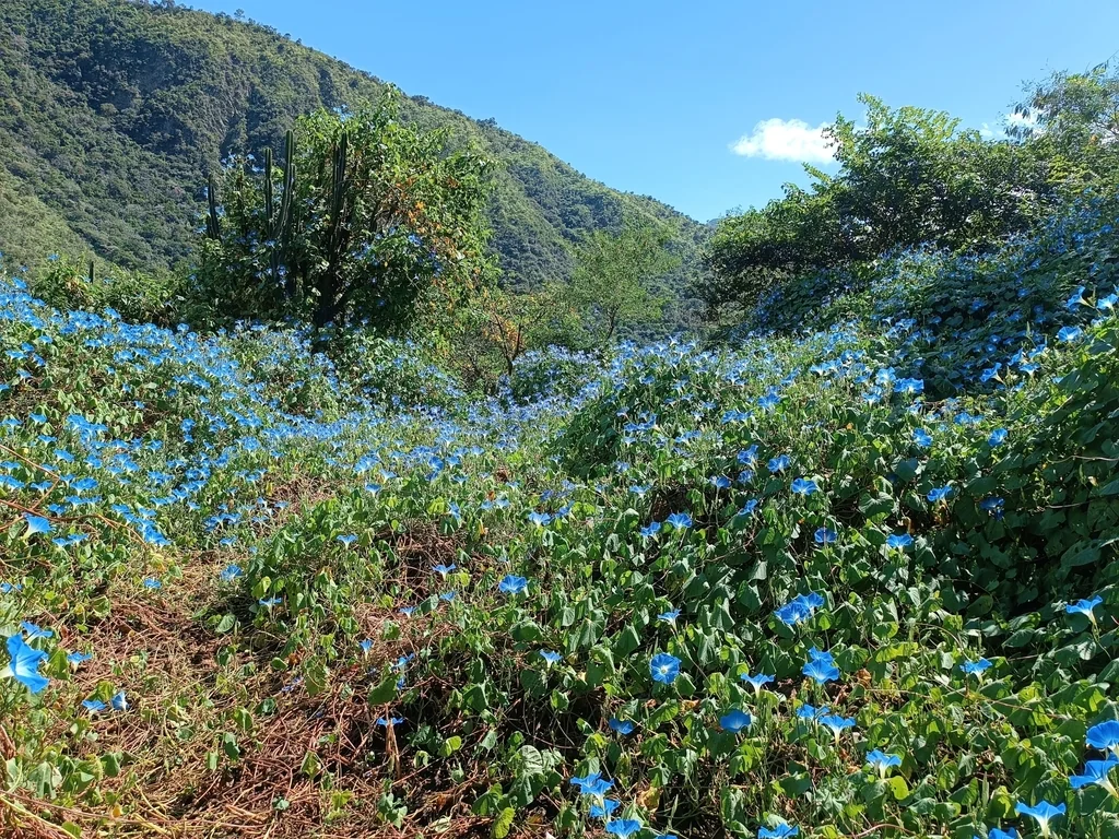 Ipomoea Tricolor