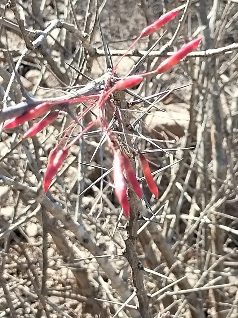 Fouquieria Macdougalii
