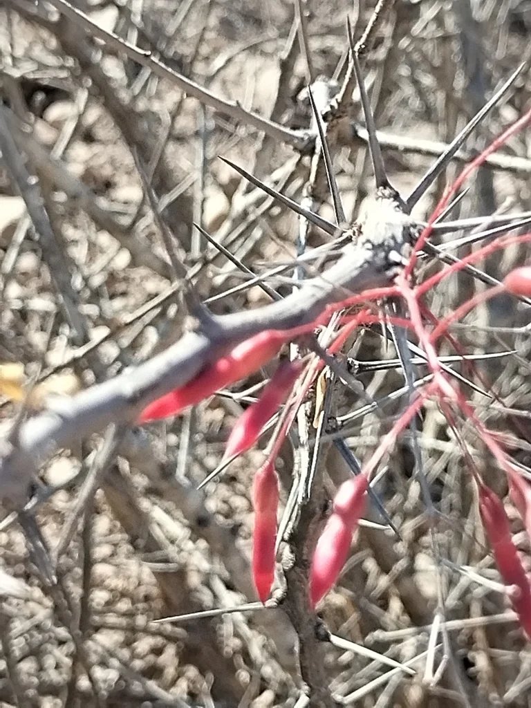 Fouquieria Macdougalii