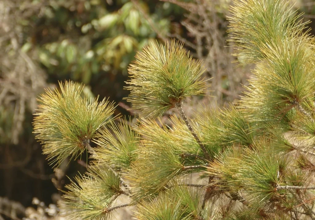 Pinus Wallichiana