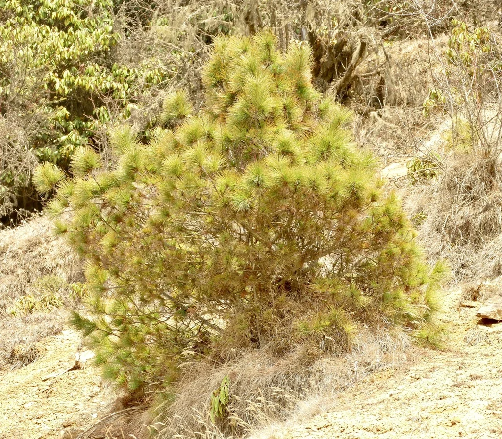 Pinus Wallichiana