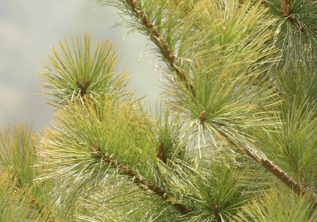 Pinus Wallichiana