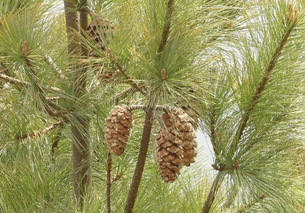 Pinus Wallichiana