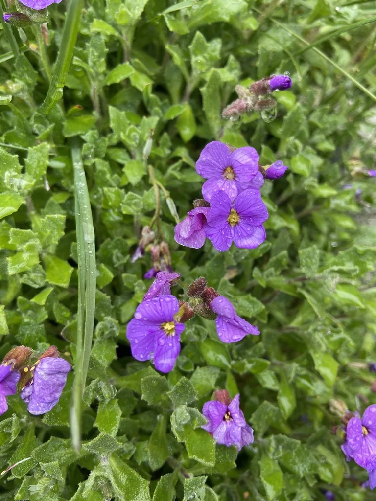 Aubrieta Deltoidea
