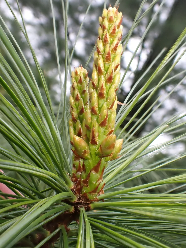 Pinus Wallichiana