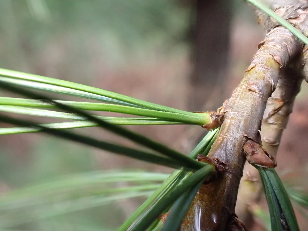 Pinus Wallichiana