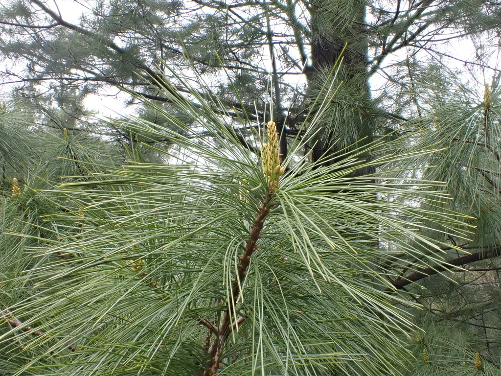 Pinus Wallichiana