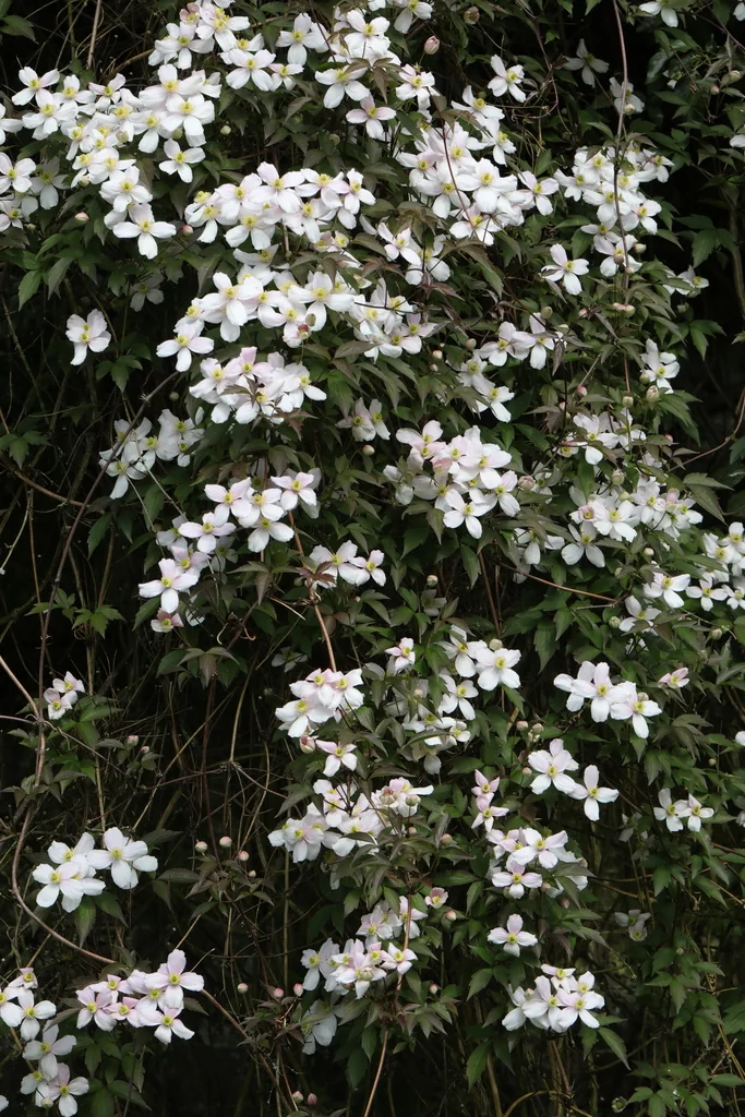 Clematis Montana