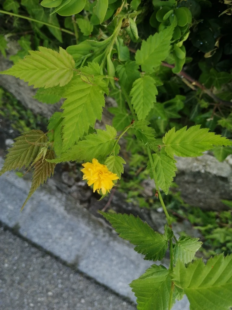 Kerria Japonica