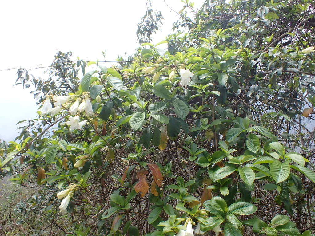 Beaumontia Grandiflora