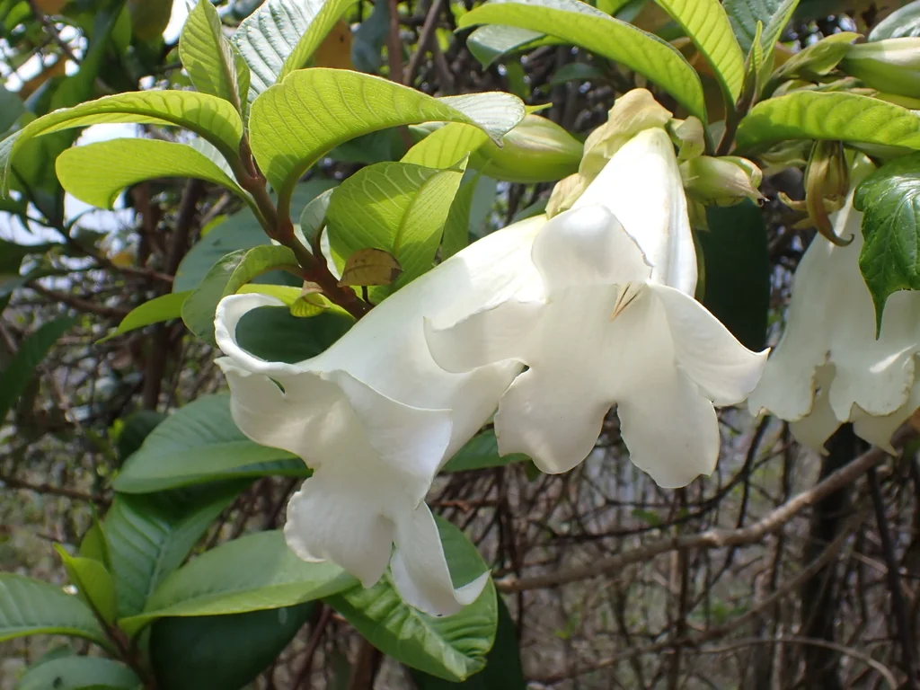 Beaumontia Grandiflora