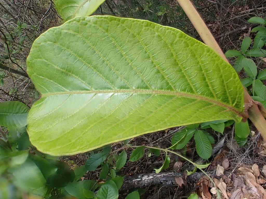 Beaumontia Grandiflora