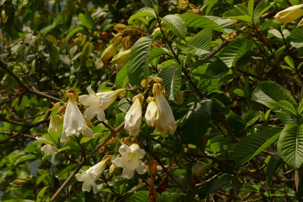 Beaumontia Grandiflora